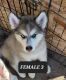 Siberian Husky Puppies for sale in Benton City, WA 99320, USA. price: $400