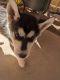 Siberian Husky Puppies for sale in Pueblo West, CO, USA. price: $600