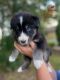 Siberian Husky Puppies for sale in Shawnee, KS, USA. price: $400