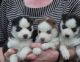 Siberian Husky Puppies for sale in Spokane, WA 99208, USA. price: $500