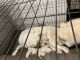 Siberian Husky Puppies for sale in Colorado Springs, CO, USA. price: $1,000