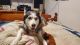 Siberian Husky Puppies for sale in Vancouver, WA, USA. price: $500