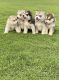 Siberian Husky Puppies for sale in Hyderabad, Telangana, India. price: 40,000 INR