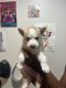 Siberian Husky Puppies for sale in Tacoma, WA, USA. price: $200