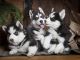 Siberian Husky Puppies for sale in Olathe, KS 66061, USA. price: $500
