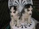 Siberian Husky Puppies for sale in El Prado, NM 87529, USA. price: $500