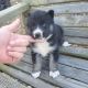Siberian Husky Puppies for sale in Crossville, AL 35962, USA. price: $600