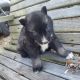 Siberian Husky Puppies for sale in Crossville, AL 35962, USA. price: $600