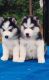 Siberian Husky Puppies for sale in Chennai, Tamil Nadu, India. price: 11,000 INR