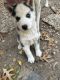 Siberian Husky Puppies for sale in Garland, TX, USA. price: $200