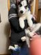 Siberian Husky Puppies for sale in Antigo, WI 54409, USA. price: $400