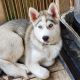 Siberian Husky Puppies for sale in Aliquippa, PA 15001, USA. price: $600