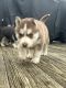 Siberian Husky Puppies for sale in Newville, PA 17241, USA. price: $600