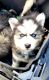 Siberian Husky Puppies for sale in East Tawas, MI 48730, USA. price: $500