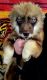 Siberian Husky Puppies for sale in East Tawas, MI 48730, USA. price: $1,000