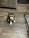 Siberian Husky Puppies for sale in Fort Worth, Texas. price: $800