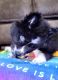Siberian Husky Puppies for sale in East Tawas, MI 48730, USA. price: $1,500