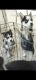 Siberian Husky Puppies for sale in El Paso, Texas. price: $300
