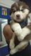 Siberian Husky Puppies for sale in Bangalore, Karnataka. price: NA
