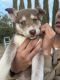 Siberian Husky Puppies for sale in Long Beach, California. price: $800