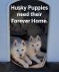 Siberian Husky Puppies for sale in Victorville, California. price: $400