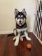 Siberian Husky Puppies for sale in Culver City, California. price: $350