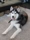 Siberian Husky Puppies for sale in Great Falls, Montana. price: NA