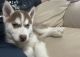 Siberian Husky Puppies for sale in Humble, Texas. price: $500
