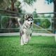 Siberian Husky Puppies for sale in Abbeville, Alabama. price: $50,000