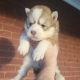 Siberian Husky Puppies for sale in Crossville, AL 35962, USA. price: $1,200