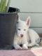 Siberian Husky Puppies for sale in Richmond, California. price: $500