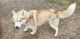 Siberian Husky Puppies for sale in Alvin, TX, USA. price: $20,000