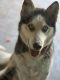 Siberian Husky Puppies for sale in Midland, Texas. price: $50