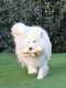 Siberian Husky Puppies for sale in Miami, Florida. price: $7,869,060,000