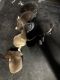 Siberian Husky Puppies for sale in Meriden, CT, USA. price: $1,000