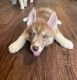 Siberian Husky Puppies for sale in Jacksonville, Florida. price: $1,100