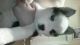 Siberian Husky Puppies for sale in Shullsburg, WI 53586, USA. price: NA