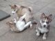 Siberian Husky Puppies for sale in Wichita Falls, TX, USA. price: NA