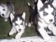 Siberian Husky Puppies for sale in Topeka, KS, USA. price: NA
