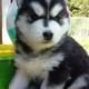 Siberian Husky Puppies for sale in Arvada, CO, USA. price: NA