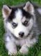 Siberian Husky Puppies for sale in Alpine, TX, USA. price: NA