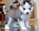 Siberian Husky Puppies for sale in Big Bend National Park, TX 79834, USA. price: NA