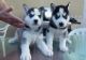 Siberian Husky Puppies for sale in Texas, USA. price: $500