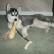 Siberian Husky Puppies for sale in Pasadena, TX, USA. price: NA