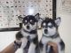 Siberian Husky Puppies for sale in Wichita Falls, TX, USA. price: NA