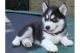 Siberian Husky Puppies for sale in . price: NA