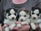 Siberian Husky Puppies for sale in Olympia, WA, USA. price: $400