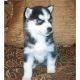 Siberian Husky Puppies for sale in United States Postal Service, 100 PR-3, San Juan, 00924, Puerto Rico. price: NA