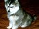 Siberian Husky Puppies for sale in McAllen, TX, USA. price: NA