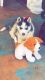 Siberian Husky Puppies for sale in Vancouver, WA, USA. price: $400